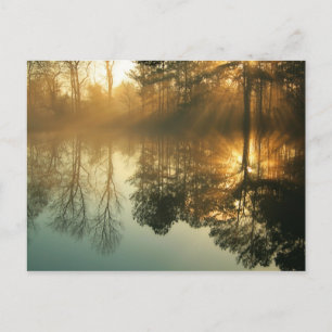 Morning Mist Postkarte