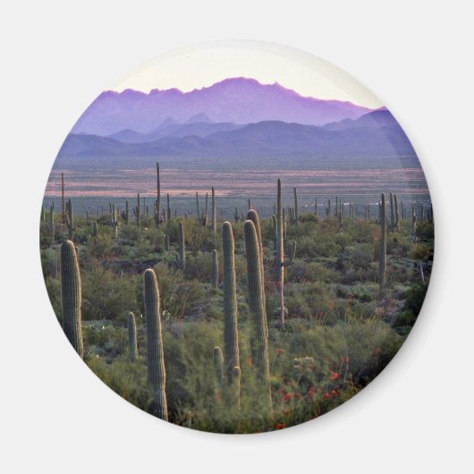 Morning Panorama Hinter Saguaros Magnet (Vorne)