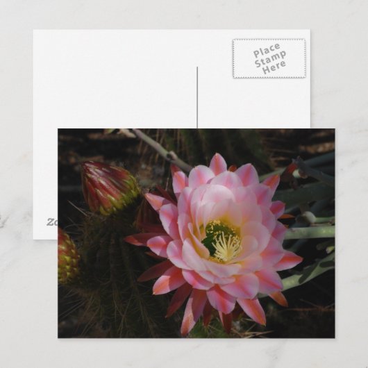 Morning Shade Postkarte (Vorne/Hinten)