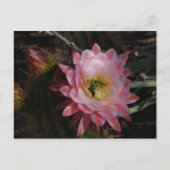 Morning Shade Postkarte (Vorderseite)