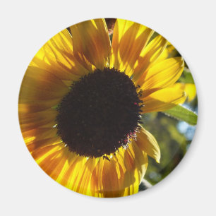 Morning Sonnenblume individuell einstellbar Magnet