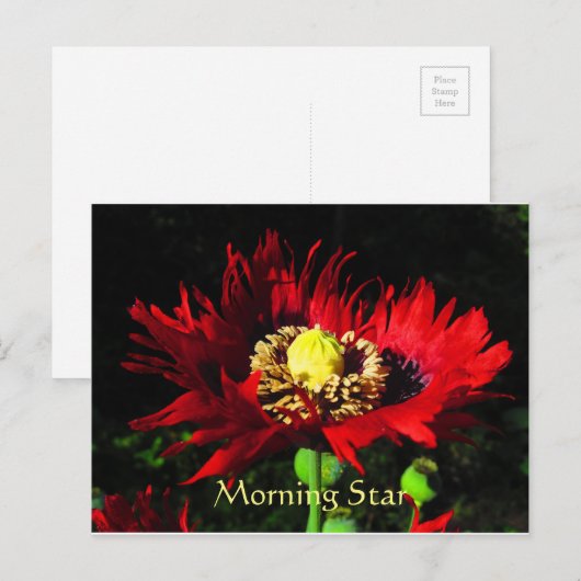 Morning Star Postkarte (Vorne/Hinten)