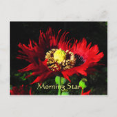 Morning Star Postkarte (Vorderseite)