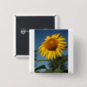 Morning Sunflower Button (Vorne & Hinten)
