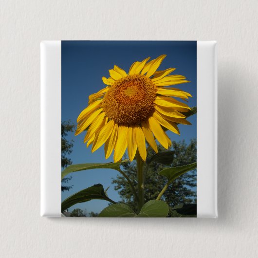 Morning Sunflower Button (Vorderseite)