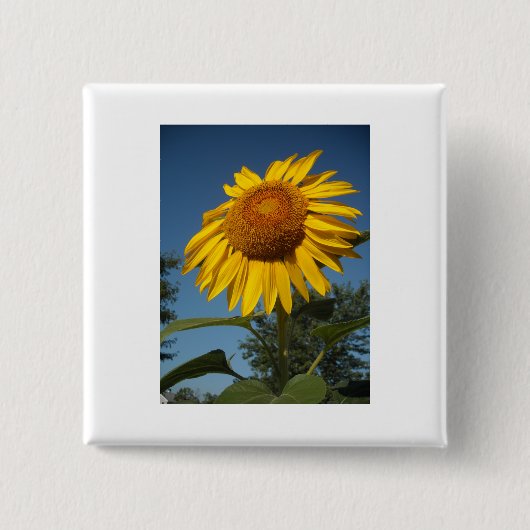 Morning Sunflower Button (Vorderseite)