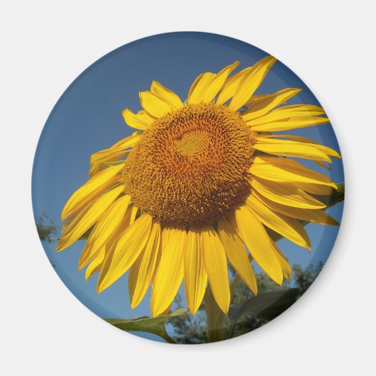 Morning Sunflower Magnet (Vorne)