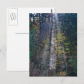 Morning Vermont Forest Postkarte (Vorne/Hinten)