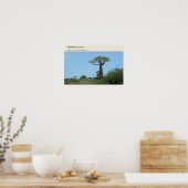 Morondava Allee der Baobabs Poster (Küche)