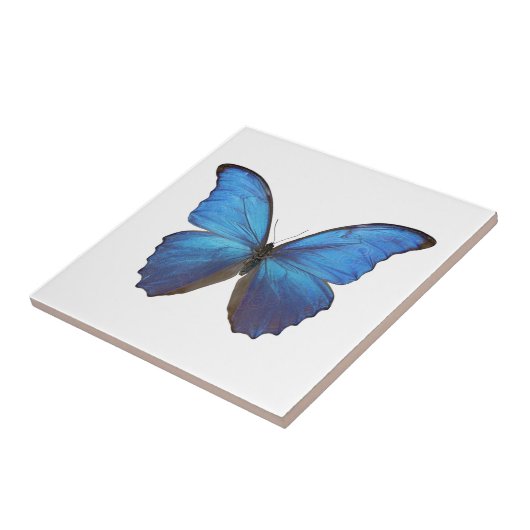 MORPHO DIDIUS D FLIESE (Seite)