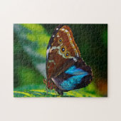Morpho Peleides Butterfly. Puzzle (Horizontal)