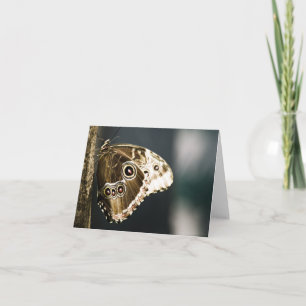 Morpho peleides Card Karte