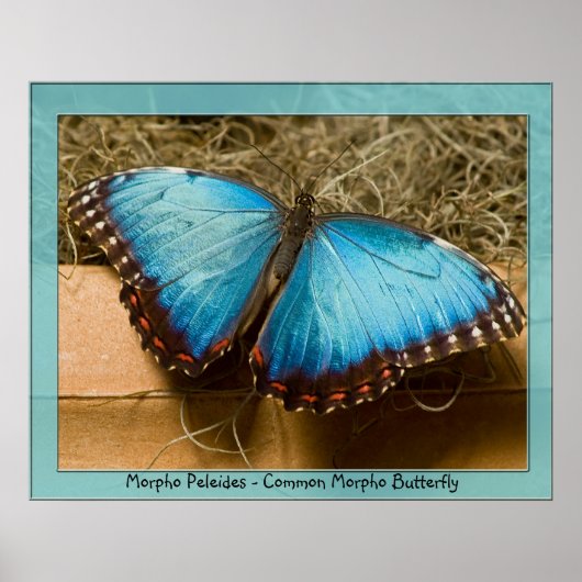 Morpho Peleides - Common Morpho ... Poster (Vorne)