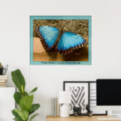 Morpho Peleides - Common Morpho ... Poster (Heimbüro)