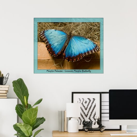 Morpho Peleides - Common Morpho ... Poster (Heimbüro)