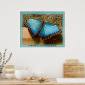 Morpho Peleides - Common Morpho ... Poster (Küche)