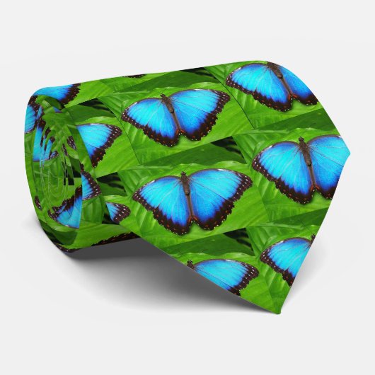 Morpho peleides krawatte (Gerollt)