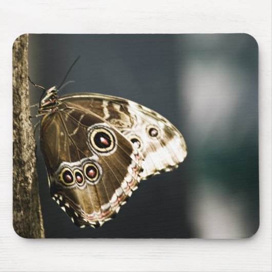 Morpho peleides Mousepad (Vorne)