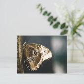 Morpho peleides Postcard Postkarte (Stehend Vorderseite)