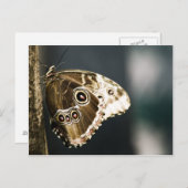 Morpho peleides Postcard Postkarte (Vorne/Hinten)