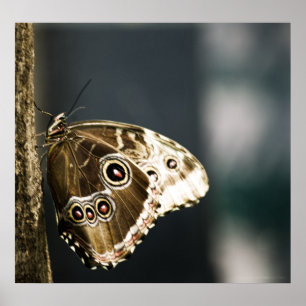 Morpho peleides Print Poster