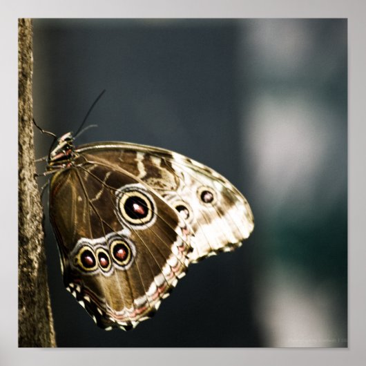 Morpho peleides Print Poster (Vorne)
