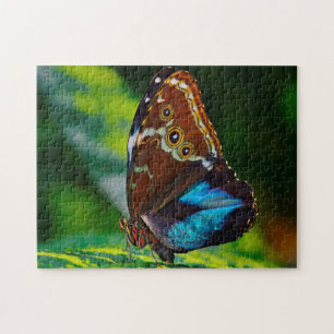 Morpho Peleides Schmetterling. Puzzle