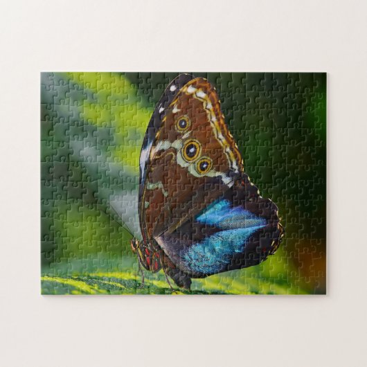 Morpho Peleides Schmetterling. Puzzle (Horizontal)