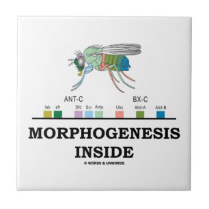 Morphogenese in Drosophila Fruchtfliegengene Fliese