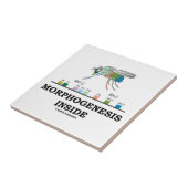 Morphogenese in Drosophila Fruchtfliegengene Fliese (Seite)