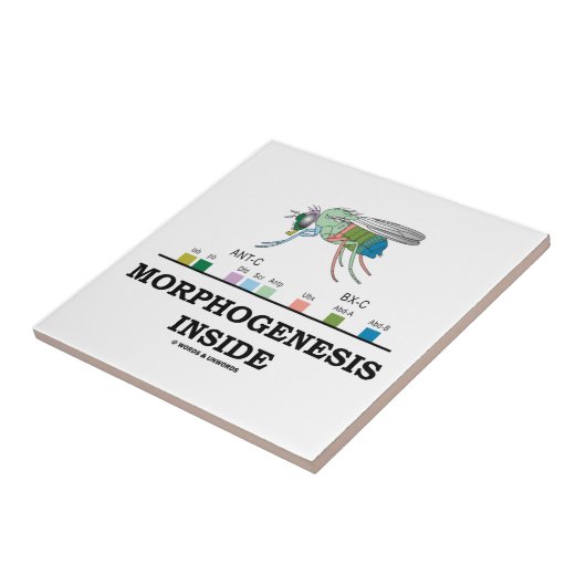 Morphogenese in Drosophila Fruchtfliegengene Fliese (Seite)