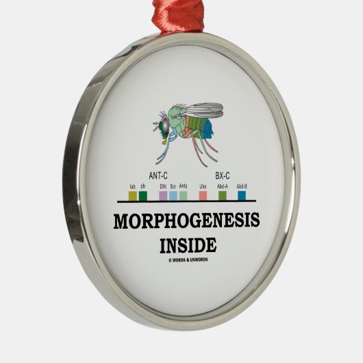 Morphogenese in Drosophila Fruchtfliegengene Silbernes Ornament (Rechts)