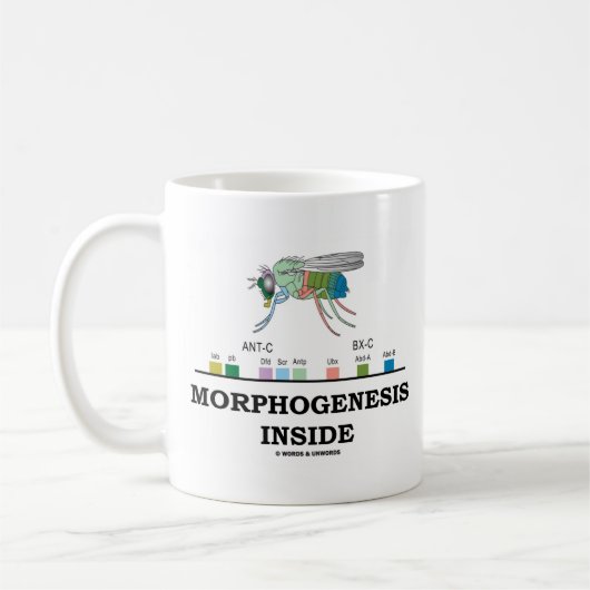 Morphogenese-Innere Kaffeetasse (Links)