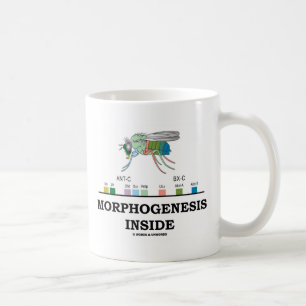 Morphogenese-Innere Kaffeetasse