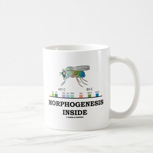Morphogenese-Innere Kaffeetasse (Rechts)