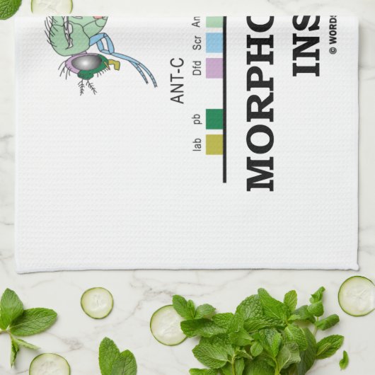 Morphogenese innerhalb der geschirrtuch (Gefaltet)