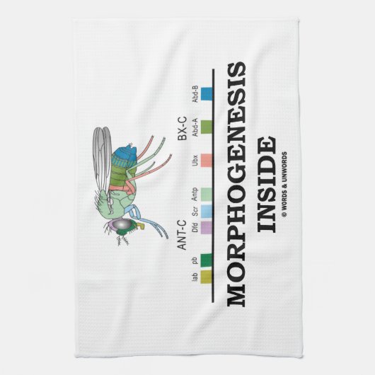 Morphogenese innerhalb der geschirrtuch (Vertikal)