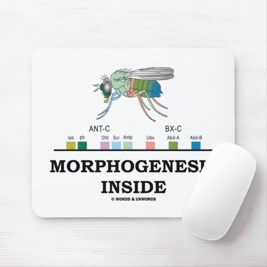 Morphogenese Inside (Fruchtfliege Drosophila-Gene) Mousepad (Mit Mouse)
