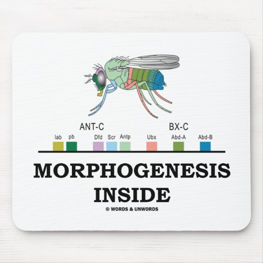 Morphogenese Inside (Fruchtfliege Drosophila-Gene) Mousepad (Vorne)