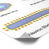 Morphologie von verbreiteten Viren Poster (Ecke)
