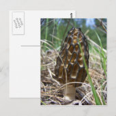 Morrell Mushroom Postkarte (Vorne/Hinten)