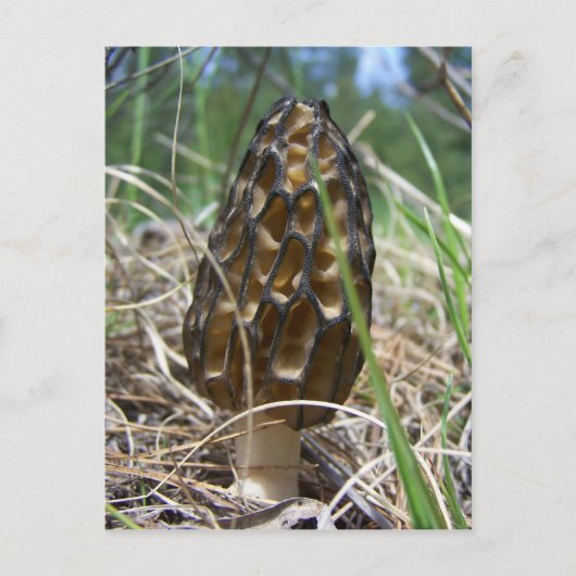 Morrell Mushroom Postkarte (Vorderseite)