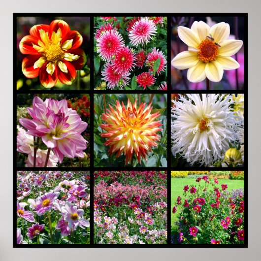 Mosaik Dahlia Blume Poster (Vorne)