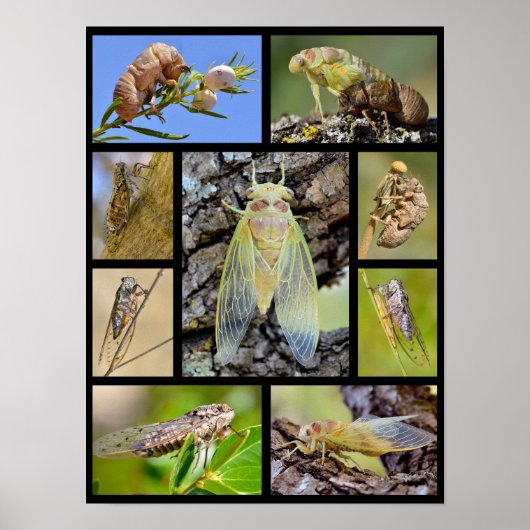 Mosaik-Fotos Poster (Vorne)