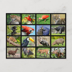 Mosaik-Fotos Südamerikanische Tiere Postkarte