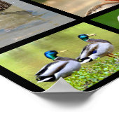 Mosaike Fotos von Enten Poster (Ecke)