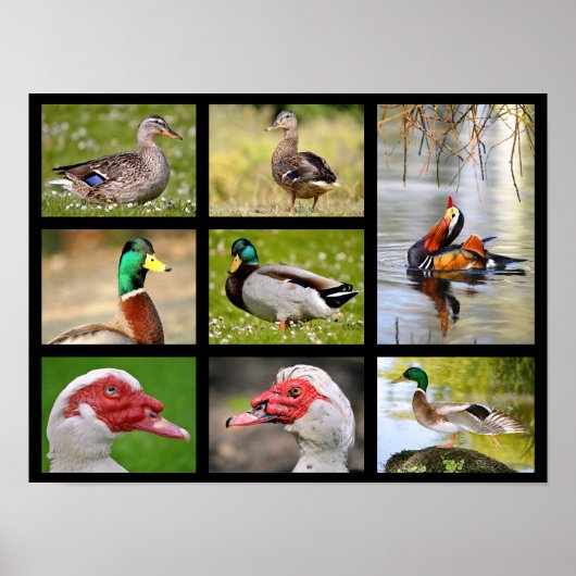 Mosaike Fotos von Enten Poster (Vorne)