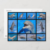Mosaikische Fotos von Delphinen Postkarte (Vorne/Hinten)