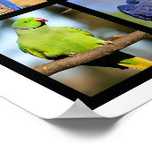 Mosaikische Fotos von Papageien Poster (Ecke)