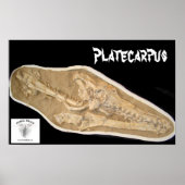 Mosasaur Skull in Matrix Poster (Vorne)